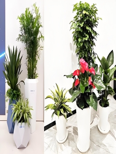 紧跟搜索习惯，宁波花木租摆方案抢先看